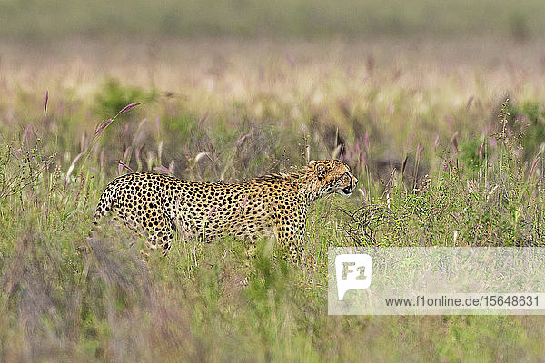 Cheetah  Acynonix Jubatus walking in tall savannah grass Voi  Tsavo  Kenya