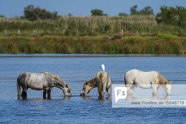 Camargue-Wildpferde im Wasser  Camargue  Frankreich
