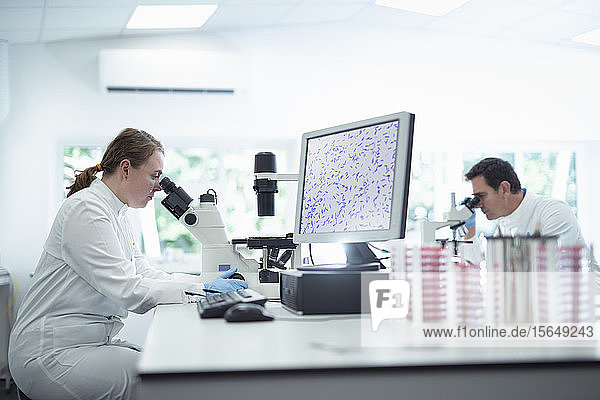Scientists inspecting bacterial growth under microscopes in laboratory