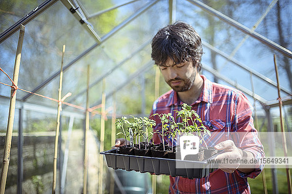Gärtner pflanzt im Frühjahr im Gewächshaus im Bio-Gemüsegarten Tomatensämlinge aus