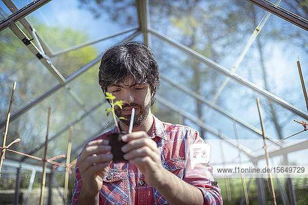 Gardener planting out tomato seedlings in greenhouse in spring in organic vegetable garden