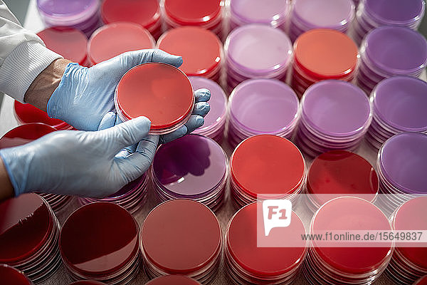 Scientist inspecting agar dish in laboratory