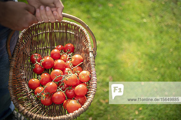 Gardener with basket of ripe Crimson Crush tomatoes in organic vegetable garden