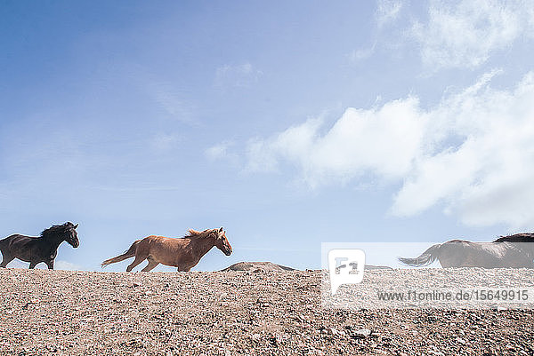 Wildpferderennen Landmannalaugar Island