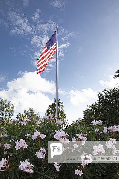 American flag in bush with flowers
