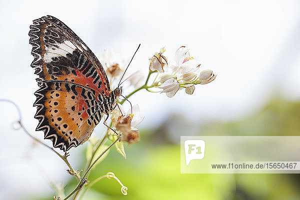 Brauner und oranger Schmetterling auf Blume