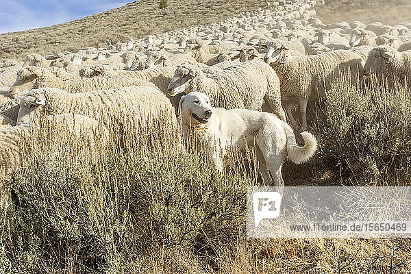 Great Pyrenees dog guarding flock of sheep in Sun Valley  Idaho  USA