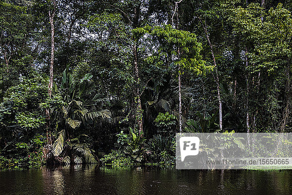 Tortuguero-Nationalpark  Provinz Limon  Costa Rica