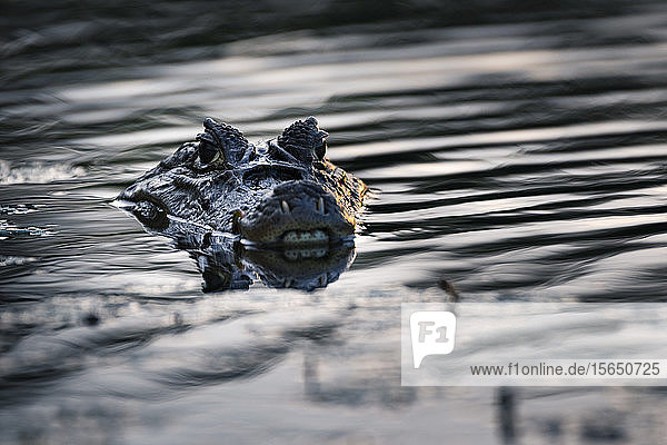 Brillenkaiman (Caiman crocodilus)  Boca Tapada  Provinz Alajuela  Costa Rica