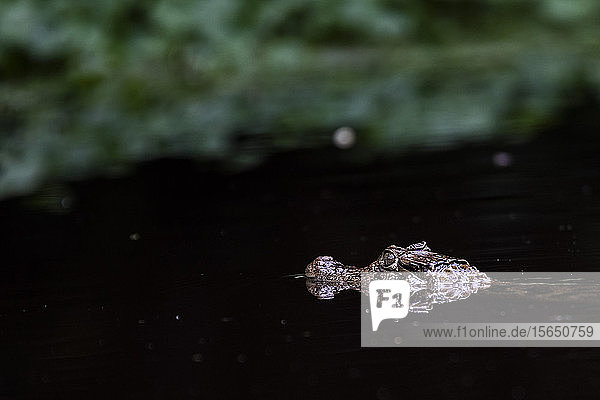 Brillenkaiman (Caiman Crocodilus)  Tortuguero-Nationalpark  Provinz Limon  Costa Rica