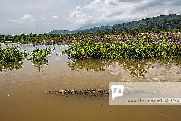 Amerikanisches Krokodil (Crocodylus acutus)  Tarcoles-Fluss  Carara-Nationalpark  Provinz Puntarenas  Costa Rica