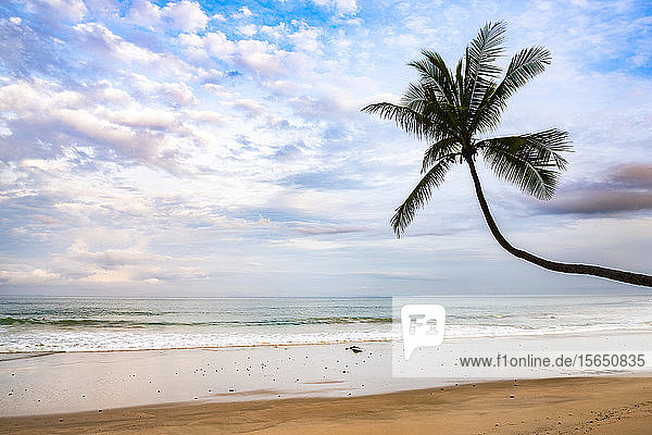 Palme bei Sonnenaufgang am Strand von Punta Leona  Provinz Puntarenas  Pazifikküste von Costa Rica