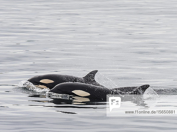 Zwei junge Schwertwale (Orcinus orca)  auftauchend in der Nähe von St. Paul Island  Pribilof Islands  Alaska  Vereinigte Staaten von Amerika
