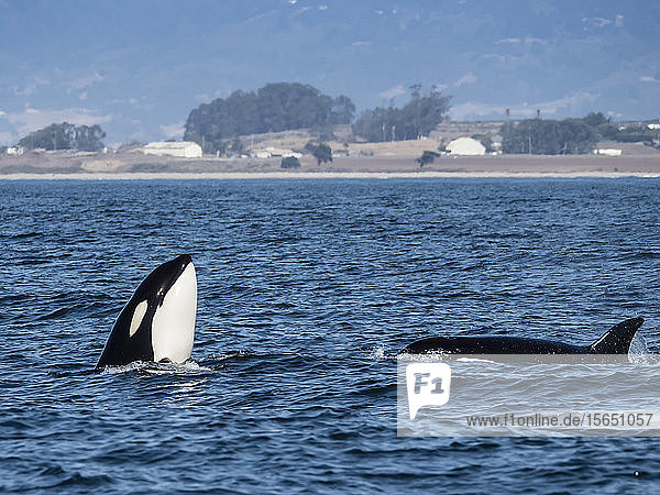Vorübergehender Schwertwal (Orcinus orca)  Spy-Hopping im Monterey Bay National Marine Sanctuary  Kalifornien  Vereinigte Staaten von Amerika