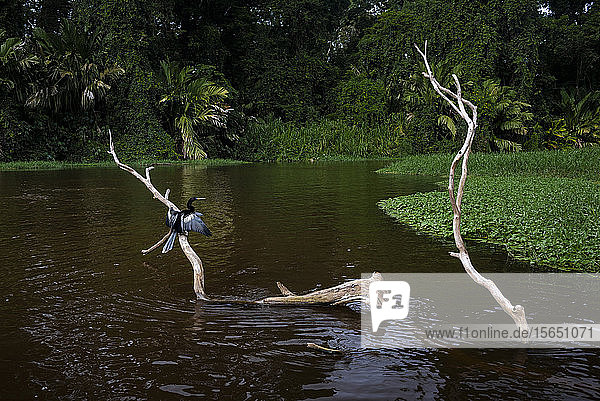 Anhinga (Anhinga Anhinga)  Nationalpark Tortuguero  Provinz Limon  Costa Rica