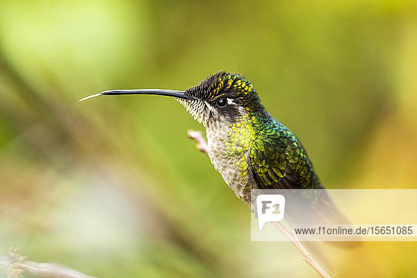 Prächtiger Kolibri (Eugenes fulgens) (Regenbogenkolibri)  San Gerardo de Dota  Provinz San José  Costa Rica