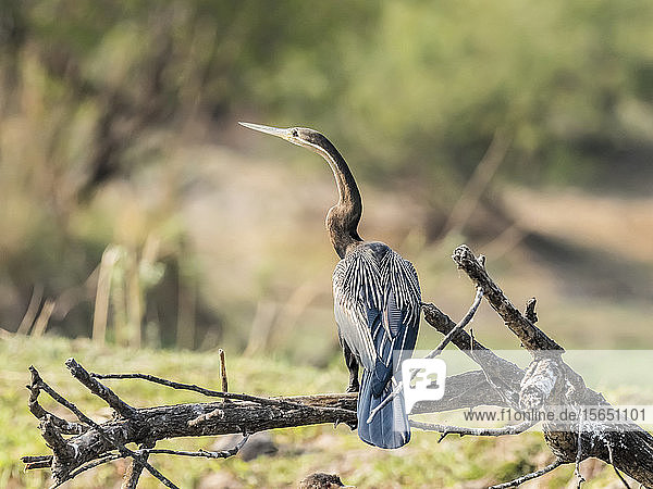Adult male African darter (Anhinga rufa) Mosi-oa-Tunya National Park Zambia