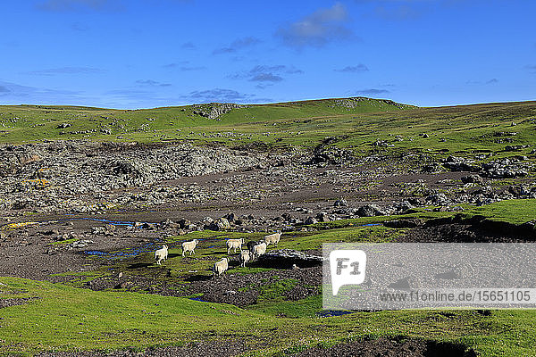 Shetlandschafe  Villians of Hamnavoe  durch Sturmablagerungen geformte Klippen  Eshaness  Northmavine  Shetlandinseln  Schottland  Vereinigtes Königreich