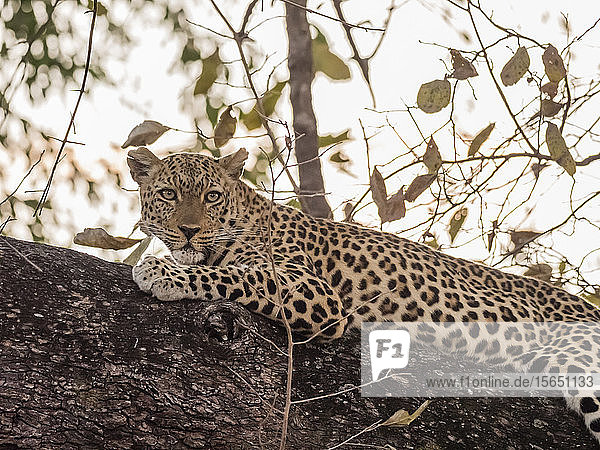 Ein erwachsener weiblicher Leopard (Panthera pardus)  South Luangwa National Park  Sambia