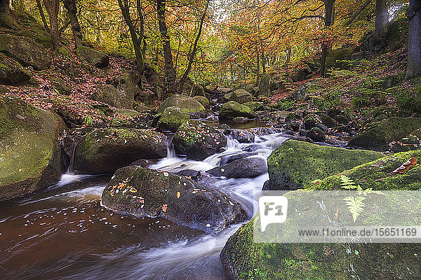 Fließender Fluss und Herbstfarben in der Padley-Schlucht  Peak District National Park  Derbyshire  England  Vereinigtes Königreich