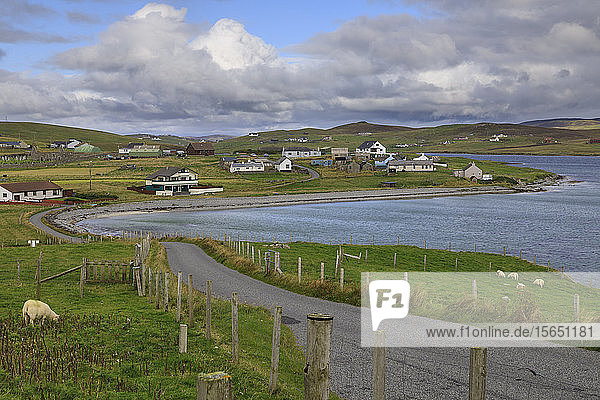 Papil  kurvenreiche Küstenstraße und Dorf  Schafe  West Burra Island  Shetland-Inseln  Schottland  Vereinigtes Königreich