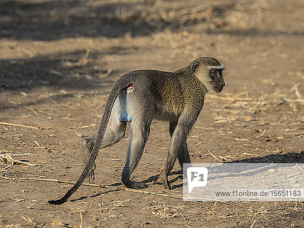 An adult male vervet monkey (Chlorocebus pygerythrus) South Luangwa National Park Zambia