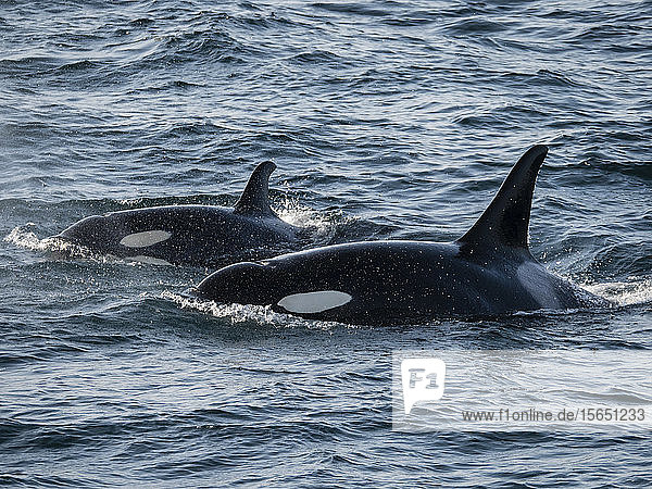 Ein Paar Schwertwale (Orcinus orca)  das in der Kukak Bay  Katmai National Park  Alaska  Vereinigte Staaten von Amerika  auftaucht