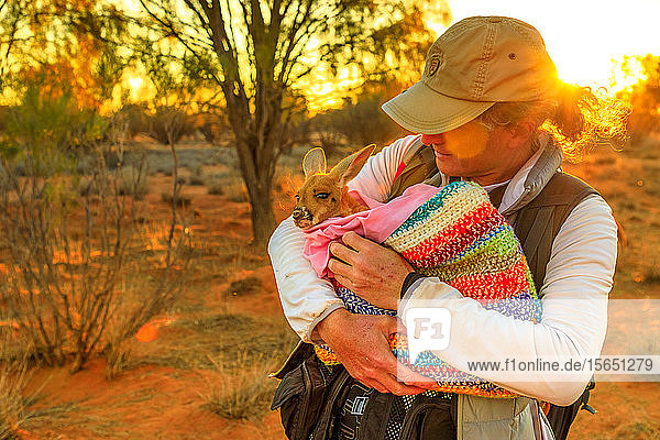 Tourist man holding orphaned baby kangaroo at sunset in Australian Outback  Red Center  Northern Territory  Australia  Pacific