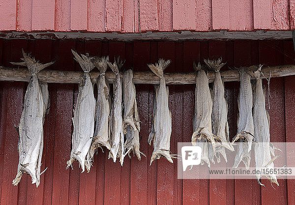 Cod drying on a wooden pole in Reine Moskenesoy the Lofoten Islands Norway