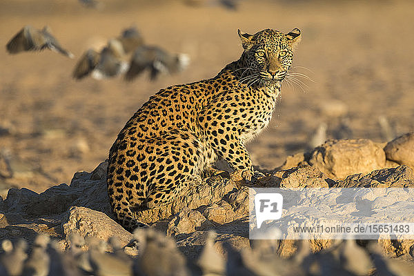 Leopard (Panthera pardus) weiblich  Kgalagadi Transfrontier Park  Südafrika  Afrika