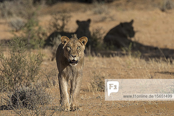Lion (Panthera leo) male Kgalagadi Transfrontier Park South Africa