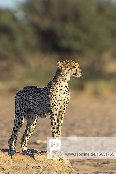 Cheetah (Acinonyx jubatus) Kgalagadi Transfrontoer Park South Africa Africa