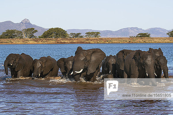 Afrikanische Elefanten (Loxodonta africana) im Wasser  Zimanga Wildreservat  KwaZulu-Natal  Südafrika  Afrika
