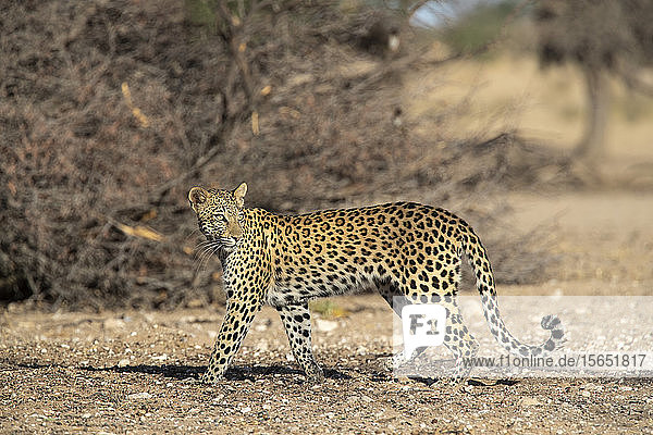 Leopard (Panthera pardus) female Kgalagadi Transfrontier Park South Africa Africa