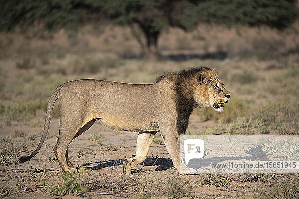 Lion (Panthera leo) male Kgalagadi Transfrontier Park South Africa Africa