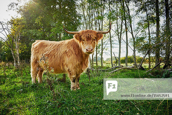 Highland Cattle  Waldfeucht  North Rhine-Westphalia  Germany  Europe