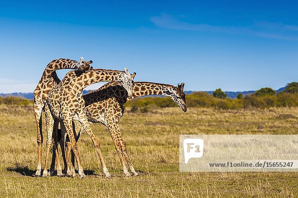 Giraffes in 'necking' mood Masai Mara National Reserve Kenya.