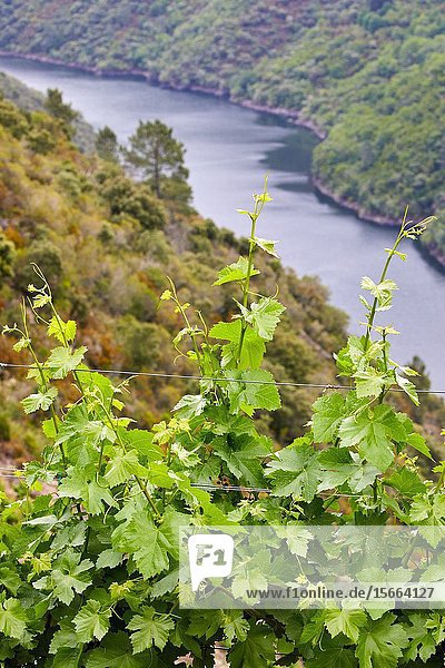 Vineyards  Ribeira Sacra  Heroic Viticulture  Sil river canyon  Doade  Sober  Lugo  Galicia  Spain