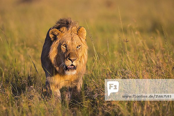 African Lion (Panthera leo)  male walking in tall grass  Masai Mara National Reserve  Kenya.