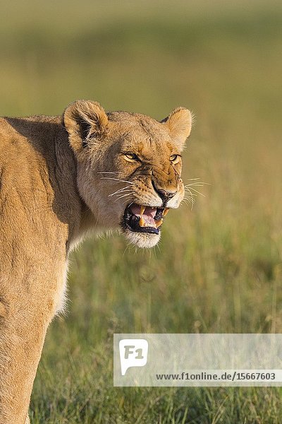 African Lion (Panthera leo)  female snarling  Masai Mara National Reserve  Kenya.