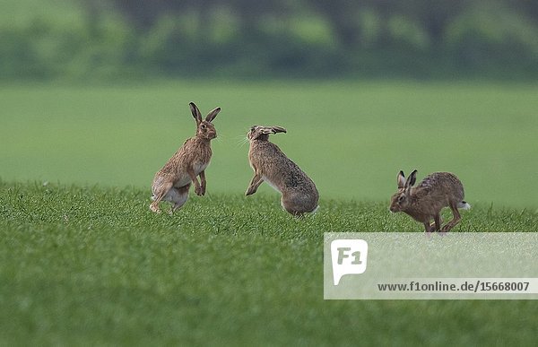 Brown Hares- Lepus europaeus box. Spring. Uk.