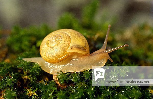 Grove snail (Cepaea nemoralis) is a terrestrial snail with great diversity of colorful. This photo was taken near Rupit  Barcelona province  Catalonia  Spain.