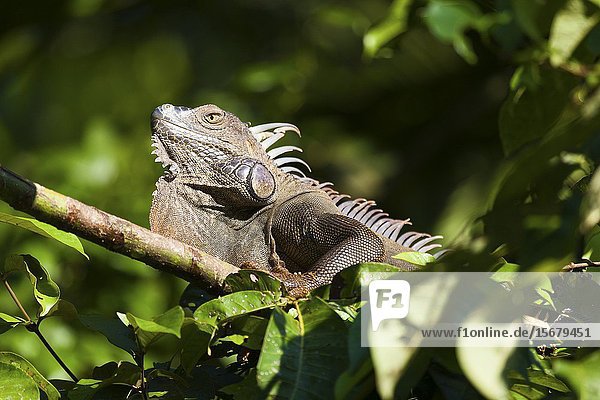 Green Iguana (Iguana iguana)  Tortuguero National Park  Costa Rica.