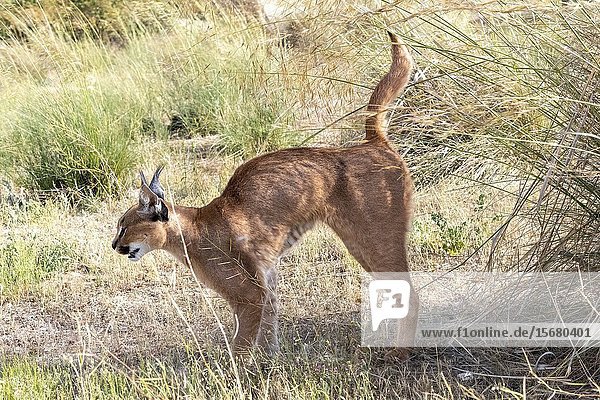 Caracal (Caracal caracal)  Occurs in Africa and Asia  Adult animal  Male  Walking in savanah  Marking territory with urine  Captive.