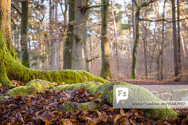 Forest floor with moss and foliage Kloevensteen Hamburg Germany Europe