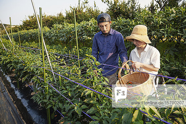 Japanischer Mann mit Mütze und Frau mit Hut stehen im Gemüsefeld und pflücken frische Paprika.