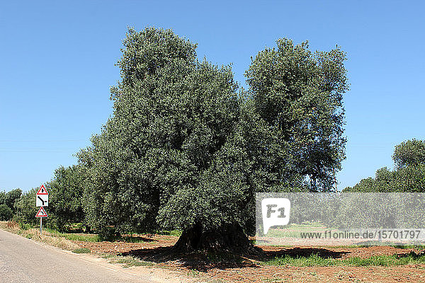 Italy Apulian centuries-old olive tree
