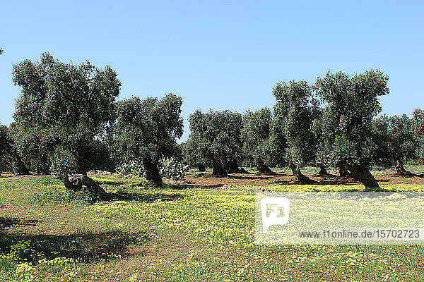 Italien  Apulischer jahrhundertealter Olivenbaum