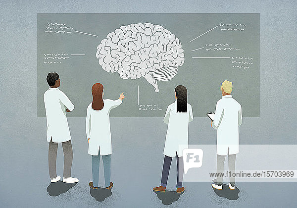Wissenschaftler diskutieren über Gehirndiagramm