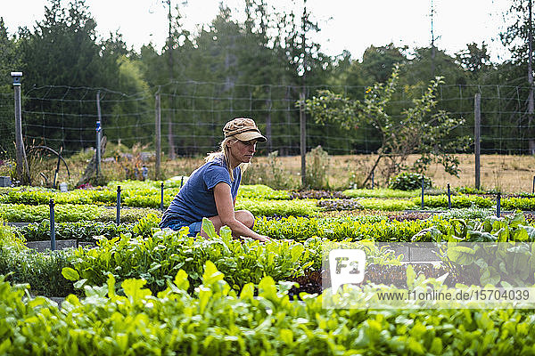 Female farmer tending to vegetable plants